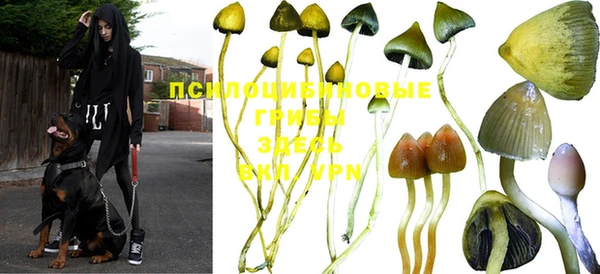 дживик Зерноград